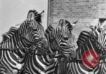 Standbild Zebras und Pferde im Circus Sarasota Florida USA, 1930, aus Sekunde 32 historischem Filmmaterial Videoclip 65675041973