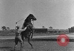 Standbild Zebras und Pferde im Circus Sarasota Florida USA, 1930, aus Sekunde 37 historischem Filmmaterial Videoclip 65675041973