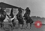 Standbild Zebras und Pferde im Circus Sarasota Florida USA, 1930, aus Sekunde 44 historischem Filmmaterial Videoclip 65675041973