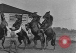 Standbild Zebras und Pferde im Circus Sarasota Florida USA, 1930, aus Sekunde 45 historischem Filmmaterial Videoclip 65675041973