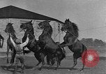 Standbild Zebras und Pferde im Circus Sarasota Florida USA, 1930, aus Sekunde 46 historischem Filmmaterial Videoclip 65675041973