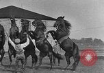 Standbild Zebras und Pferde im Circus Sarasota Florida USA, 1930, aus Sekunde 49 historischem Filmmaterial Videoclip 65675041973