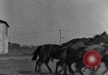 Standbild Zebras und Pferde im Circus Sarasota Florida USA, 1930, aus Sekunde 58 historischem Filmmaterial Videoclip 65675041973