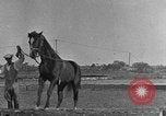 Standbild Zebras und Pferde im Circus Sarasota Florida USA, 1930, aus Sekunde 60 historischem Filmmaterial Videoclip 65675041973