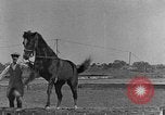 Standbild Zebras und Pferde im Circus Sarasota Florida USA, 1930, aus Sekunde 62 historischem Filmmaterial Videoclip 65675041973