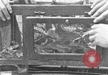 Image of carrier pigeon United States USA, 1925, second 44 stock footage video 65675042068