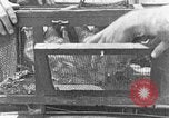 Image of carrier pigeon United States USA, 1925, second 45 stock footage video 65675042068