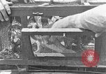 Image of carrier pigeon United States USA, 1925, second 46 stock footage video 65675042068