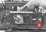 Image of carrier pigeon United States USA, 1925, second 47 stock footage video 65675042068