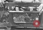 Image of carrier pigeon United States USA, 1925, second 48 stock footage video 65675042068