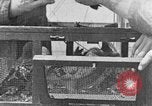 Image of carrier pigeon United States USA, 1925, second 49 stock footage video 65675042068