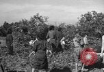 Image of Japanese civilians during invasion of Aguni Jima Okinawa Ryukyu Islands, 1945, second 61 stock footage video 65675042088