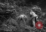 Image of Marine interpreter Okinawa Ryukyu Islands, 1945, second 17 stock footage video 65675042097