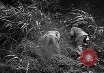 Image of Marine interpreter Okinawa Ryukyu Islands, 1945, second 18 stock footage video 65675042097