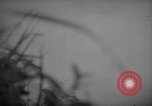 Image of United States 6th marine division Okinawa Ryukyu Islands, 1945, second 20 stock footage video 65675042099