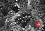 Image of Japanese civilians Okinawa Ryukyu Islands, 1945, second 52 stock footage video 65675042106