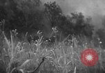 Immagine di Stati Uniti Marines Senaga Shima Giappone, 1945, secondo 59 filmato di repertorio 65675042120