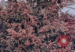 Standbild Telefonmast Hiroshima Japan, 1946, aus Sekunde 3 historischem Filmmaterial Videoclip 65675042134