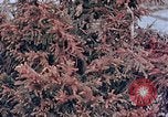 Standbild Telefonmast Hiroshima Japan, 1946, aus Sekunde 4 historischem Filmmaterial Videoclip 65675042134