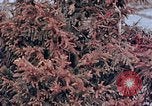 Standbild Telefonmast Hiroshima Japan, 1946, aus Sekunde 5 historischem Filmmaterial Videoclip 65675042134