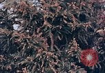 Standbild Telefonmast Hiroshima Japan, 1946, aus Sekunde 6 historischem Filmmaterial Videoclip 65675042134