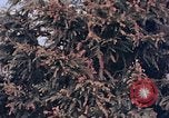 Standbild Telefonmast Hiroshima Japan, 1946, aus Sekunde 7 historischem Filmmaterial Videoclip 65675042134