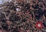 Standbild Telefonmast Hiroshima Japan, 1946, aus Sekunde 8 historischem Filmmaterial Videoclip 65675042134