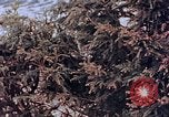 Standbild Telefonmast Hiroshima Japan, 1946, aus Sekunde 10 historischem Filmmaterial Videoclip 65675042134