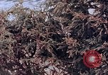 Standbild Telefonmast Hiroshima Japan, 1946, aus Sekunde 11 historischem Filmmaterial Videoclip 65675042134
