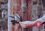Standbild Telefonmast Hiroshima Japan, 1946, aus Sekunde 15 historischem Filmmaterial Videoclip 65675042134