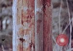 Standbild Telefonmast Hiroshima Japan, 1946, aus Sekunde 18 historischem Filmmaterial Videoclip 65675042134