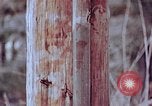 Standbild Telefonmast Hiroshima Japan, 1946, aus Sekunde 19 historischem Filmmaterial Videoclip 65675042134
