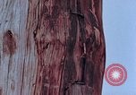 Standbild Telefonmast Hiroshima Japan, 1946, aus Sekunde 26 historischem Filmmaterial Videoclip 65675042134