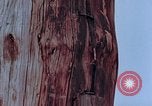 Standbild Telefonmast Hiroshima Japan, 1946, aus Sekunde 29 historischem Filmmaterial Videoclip 65675042134