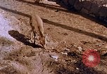 Standbild heiligen Schrein Hiroshima Japan, 1946, aus Sekunde 24 historischem Filmmaterial Videoclip 65675042141