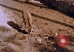 Standbild heiligen Schrein Hiroshima Japan, 1946, aus Sekunde 25 historischem Filmmaterial Videoclip 65675042141