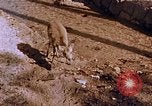 Standbild heiligen Schrein Hiroshima Japan, 1946, aus Sekunde 27 historischem Filmmaterial Videoclip 65675042141