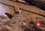 Standbild heiligen Schrein Hiroshima Japan, 1946, aus Sekunde 28 historischem Filmmaterial Videoclip 65675042141
