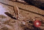 Standbild heiligen Schrein Hiroshima Japan, 1946, aus Sekunde 30 historischem Filmmaterial Videoclip 65675042141