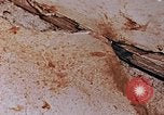 Image of Japanese nurse Hiroshima Japan, 1946, second 25 stock footage video 65675042172
