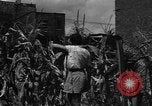 Standbild Sieg Gärten Chicago Illinois USA, 1943, aus Sekunde 44 historischem Filmmaterial Videoclip 65675042217
