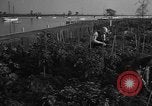 Standbild Sieg Gärten Chicago Illinois USA, 1943, aus Sekunde 59 historischem Filmmaterial Videoclip 65675042217