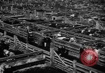 Immagine di Henry un Wallace Chicago Illinois USA, 1943, secondo 18 filmato di repertorio 65675042218