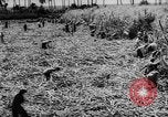 Standbild Dwight D Eisenhower Washington DC USA, 1960, aus Sekunde 30 historischem Filmmaterial Videoclip 65675042231