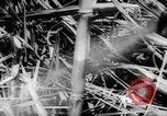 Standbild Dwight D Eisenhower Washington DC USA, 1960, aus Sekunde 38 historischem Filmmaterial Videoclip 65675042231