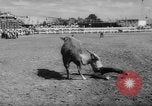 Immagine di Calgary Stampede Lo stato di Alberta in Canada, 1960, secondo 36 filmato di repertorio 65675042256