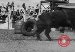 Immagine di Calgary Stampede Lo stato di Alberta in Canada, 1960, secondo 42 filmato di repertorio 65675042256