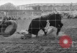 Immagine di Calgary Stampede Lo stato di Alberta in Canada, 1960, secondo 55 filmato di repertorio 65675042256
