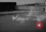Image of divers at Aquarama New York United States USA, 1960, second 31 stock footage video 65675042261