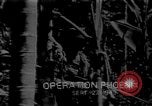 Image sud-vietnamiens soldats patrouillent village Vietnam, 1970, de la seconde 13 séquences d'archives historiques vidéo 65675042355